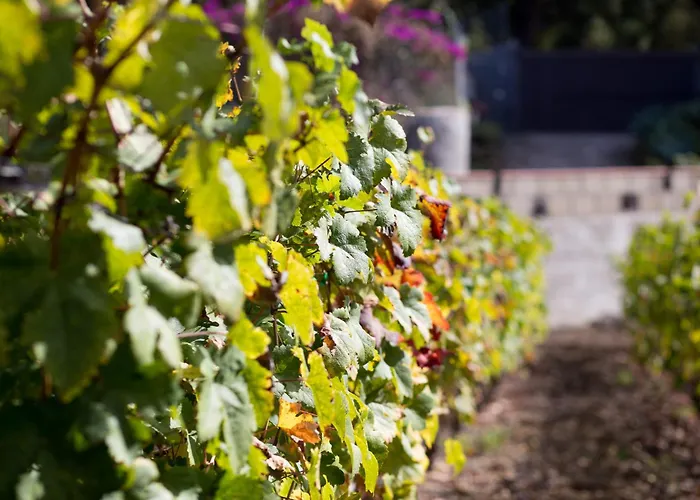Casa Yaya Icod De Los Vinos